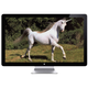 Illustration for article titled Apple Television Set Confirmed By Foxconn Boss